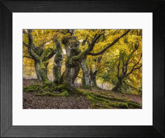 Framed Print : Old Hute beech in autumn, Common beech (Fagus sylvatica) Hutewald Halloh Framed Print : Old Hute beech in autumn, Common beech (Fagus sylvatica) Hutewald Halloh