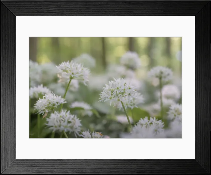 Framed Print : wild garlic (Allium ursinum) close-up, Hainich National Park, Thuringia, Germany Framed Print : wild garlic (Allium ursinum) close-up, Hainich National Park, Thuringia, Germany