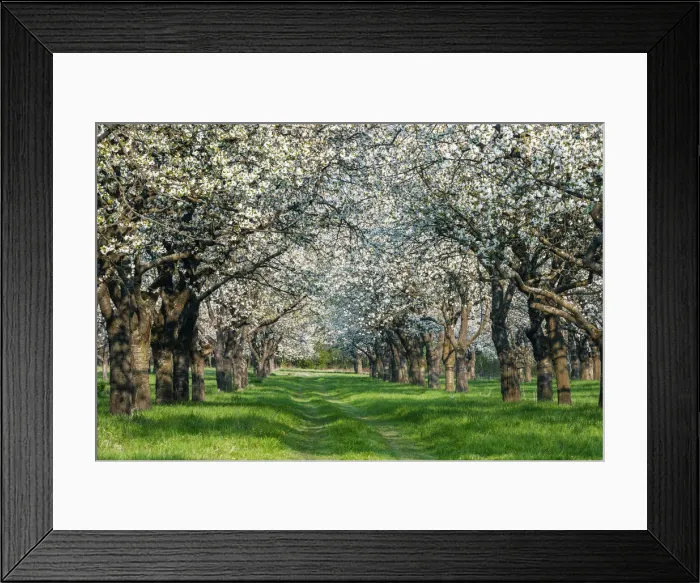 Framed Print : Spring orchard, flowering Cherry trees (Prunus), Burgenland district, Saxony-Anhalt Framed Print : Spring orchard, flowering Cherry trees (Prunus), Burgenland district, Saxony-Anhalt