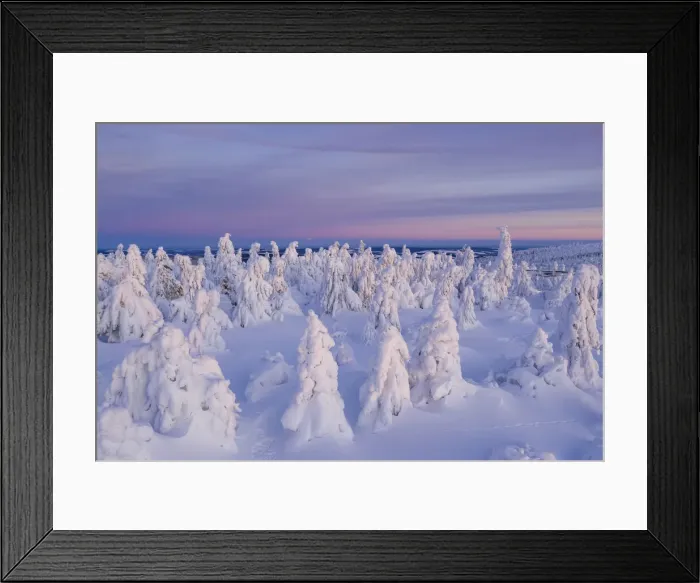 Framed Print : Deep snow-covered spruces in winter landscape at Fichtelberg at sunset Framed Print : Deep snow-covered spruces in winter landscape at Fichtelberg at sunset