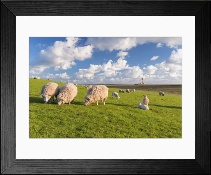 Framed Print : Sheep herd and Lighthouse Westerhever, Schleswig-Holstein Wadden sea National Park