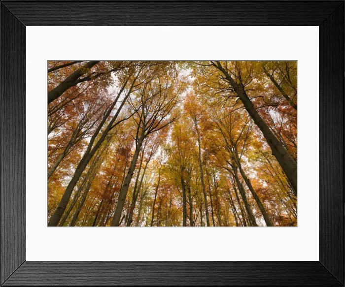 Framed Print : Beech forest in autumn, Hainich National Park, Thuringia, Germany, Europe Framed Print : Beech forest in autumn, Hainich National Park, Thuringia, Germany, Europe