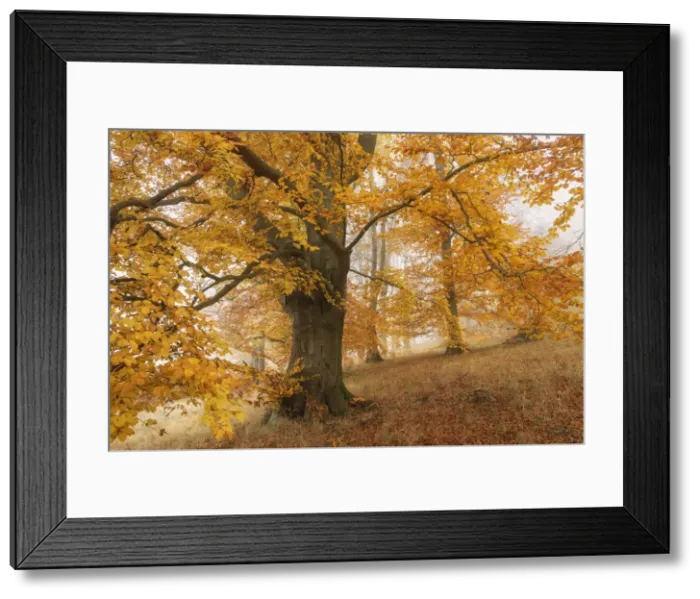 Framed Print : Beech Forest in autumn, Unesco Biosphaarenreservat Rhoen, Thuringia, Germany Framed Print : Beech Forest in autumn, Unesco Biosphaarenreservat Rhoen, Thuringia, Germany