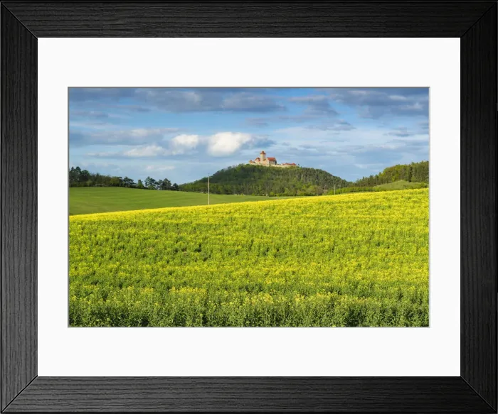 Framed Print : Rape field with Veste Wachsenburg castle in the background, Thuringian Burgenland, one of the Drei Gleichen, Ilm-Kreis, Thuringia, Germany Framed Print : Rape field with Veste Wachsenburg castle in the background, Thuringian Burgenland, one of the Drei Gleichen, Ilm-Kreis, Thuringia, Germany