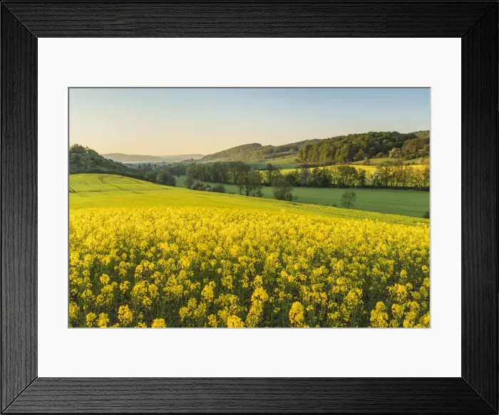 Framed Print : Flowering rape field in the Werra valley near Ifta, Wartburgkreis Framed Print : Flowering rape field in the Werra valley near Ifta, Wartburgkreis