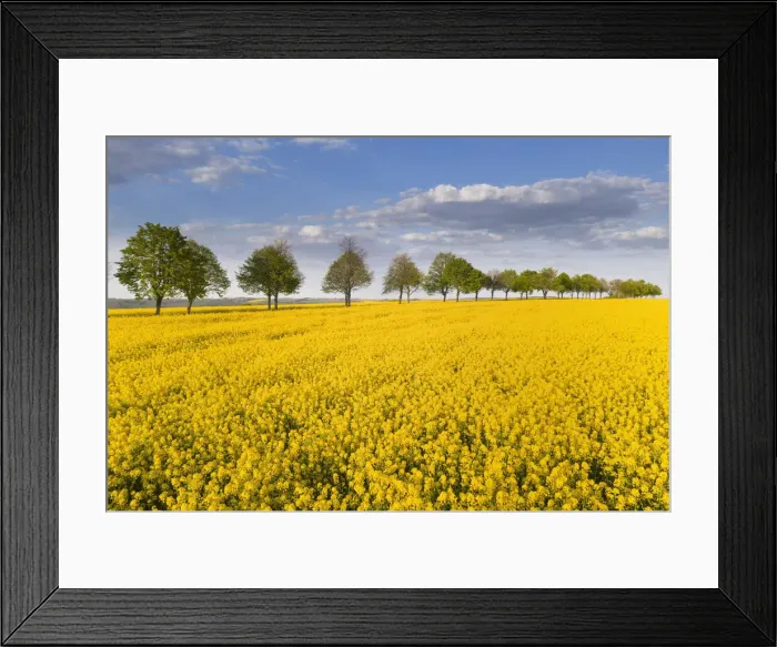 Framed Print : Blooming rape field with avenue, Bad Kostritz, Thuringia, Germany, Europe