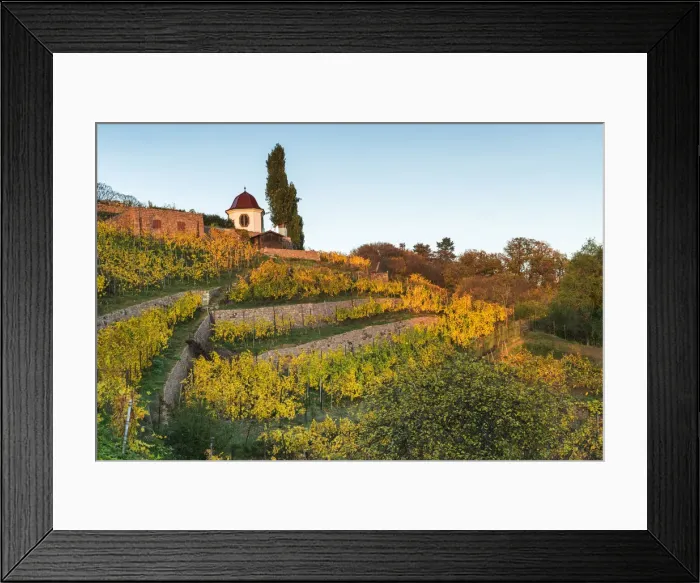 Framed Print : Pavilion at vineyard in autumn, , Radebeul, Elbe valley, saxon wine route, Radebeul