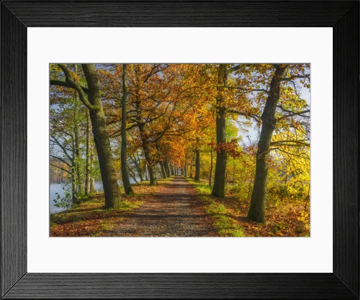 Framed Print : Oak tree alley at Plothen Ponds area in autumn, Thuringer Schiefergebirge Obere Saale Nature Park, Saale-Orla district, Thuringia, Germany, Europe Framed Print : Oak tree alley at Plothen Ponds area in autumn, Thuringer Schiefergebirge Obere Saale Nature Park, Saale-Orla district, Thuringia, Germany, Europe