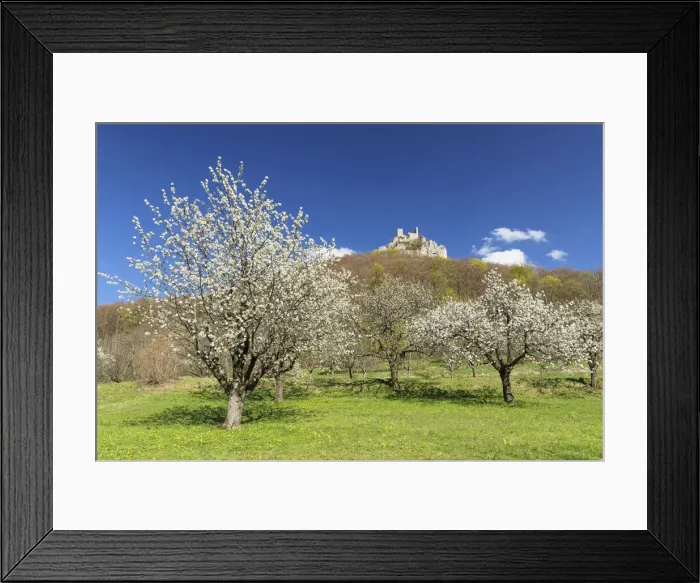 Framed Print : Reussenstein castle ruin over Neidlinger Tal Valley, Swabian Jura, Baden-Wurttemberg Framed Print : Reussenstein castle ruin over Neidlinger Tal Valley, Swabian Jura, Baden-Wurttemberg