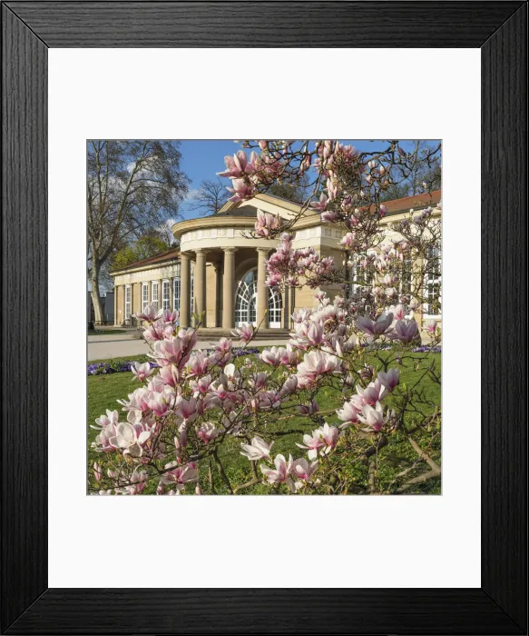 Framed Print : Magnolia Blossom at Kurhaus, Bad Cannstatt, Stuttgart, Baden-Wurttemberg, Germany Framed Print : Magnolia Blossom at Kurhaus, Bad Cannstatt, Stuttgart, Baden-Wurttemberg, Germany