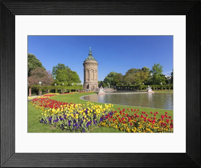 Framed Print : Tulips at Friedrichsplatz with water tower, Mannheim, Baden-Wurttemberg, Germany Framed Print : Tulips at Friedrichsplatz with water tower, Mannheim, Baden-Wurttemberg, Germany