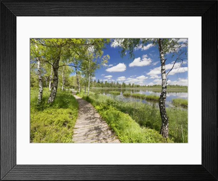 Framed Print : Moorland in Wurzacher Ried, Bad Wurzach, Oberschwaben, Baden-Wurttemberg, Germany Framed Print : Moorland in Wurzacher Ried, Bad Wurzach, Oberschwaben, Baden-Wurttemberg, Germany