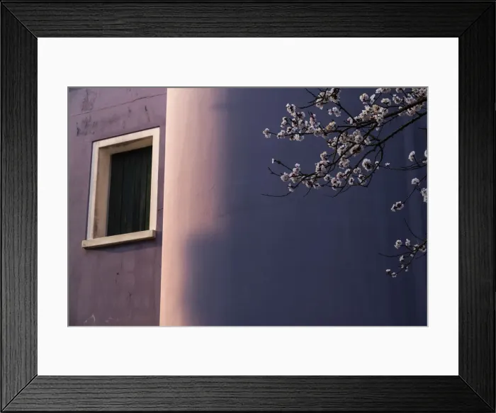 Framed Print : An apricot tree & colorful house in Mazzorbo, Venice, Italy Framed Print : An apricot tree & colorful house in Mazzorbo, Venice, Italy