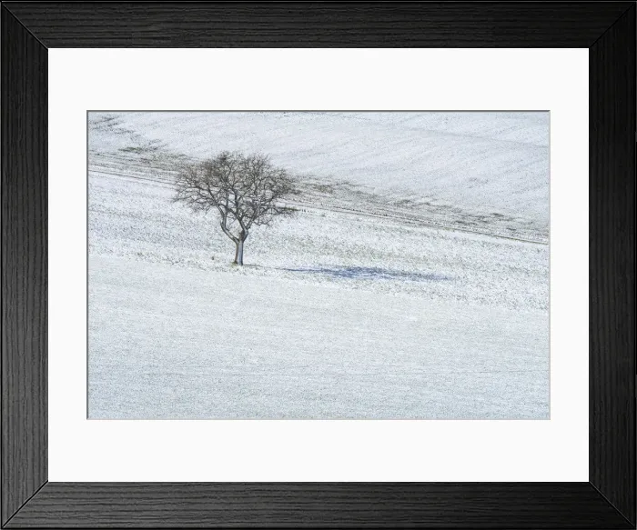 Framed Print : Lonely tree in the middle of the fields of Val d Orcia, Tuscany, Italy Framed Print : Lonely tree in the middle of the fields of Val d Orcia, Tuscany, Italy