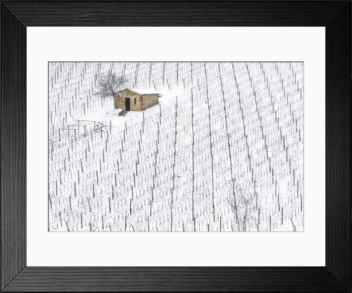 Framed Print : Vineyard covered in snow near Montalcino, Tuscany, Italy Framed Print : Vineyard covered in snow near Montalcino, Tuscany, Italy