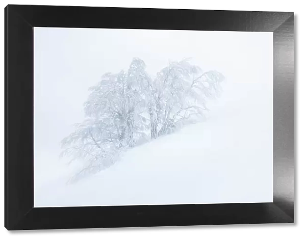 Frozen trees in the middle of a blizzard. Tuscany Appenines, Italy