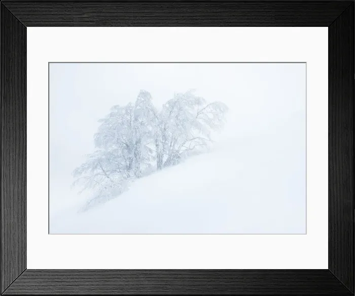 Framed Print : Frozen trees in the middle of a blizzard. Tuscany Appenines, Italy Framed Print : Frozen trees in the middle of a blizzard. Tuscany Appenines, Italy