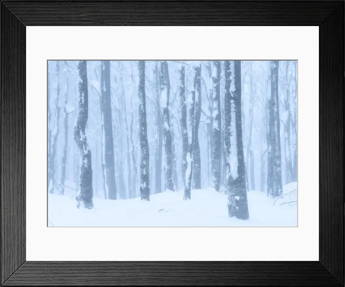 Framed Print : A beech forest in the Tuscany Appenines, Appennino Tosco Emiliano, Tuscany, Italy Framed Print : A beech forest in the Tuscany Appenines, Appennino Tosco Emiliano, Tuscany, Italy