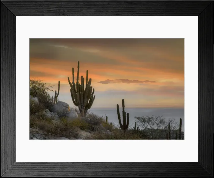 Framed Print : North America, Mexico, Baja California Sur, El Sargento Sea of Cortez (m) Framed Print : North America, Mexico, Baja California Sur, El Sargento Sea of Cortez (m)