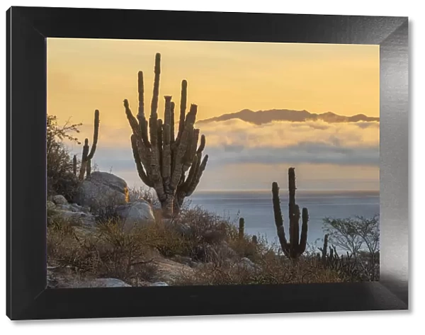 North America, Mexico, Baja California Sur, El Sargento, Ventanan bay, cactus landscape