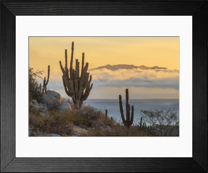 Framed Print : North America, Mexico, Baja California Sur, El Sargento, Ventanan bay, cactus landscape
