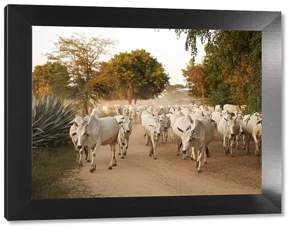 A group of white cows going back to the village at dusk along a road of the Bagan