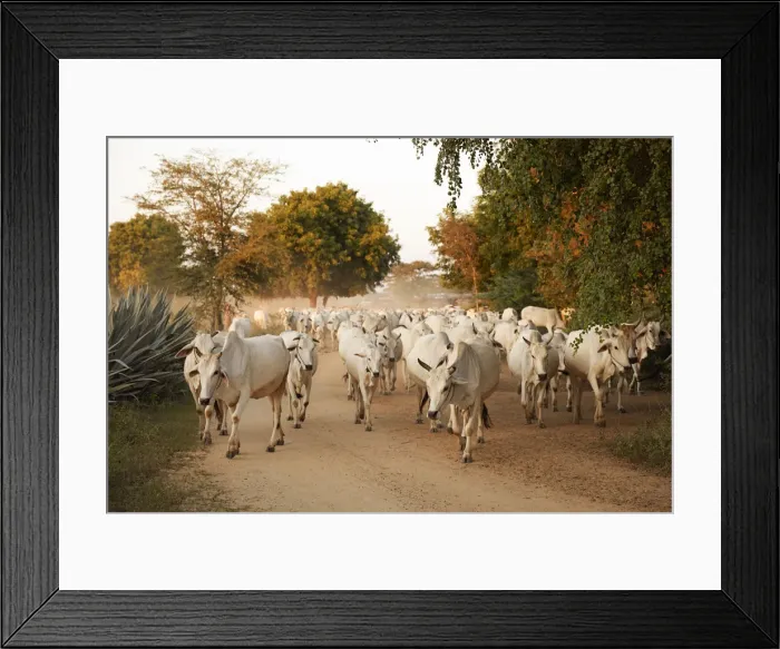 Framed Print : A group of white cows going back to the village at dusk along a road of the Bagan Framed Print : A group of white cows going back to the village at dusk along a road of the Bagan