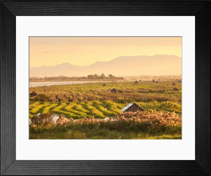 Framed Print : The floating gardens of Inle Lake at dusk, Shan State, Myanmar Framed Print : The floating gardens of Inle Lake at dusk, Shan State, Myanmar