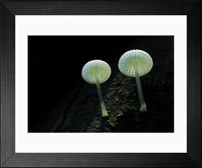 Framed Print : Unidentified small white forest fungi, South Island, New Zealand Framed Print : Unidentified small white forest fungi, South Island, New Zealand