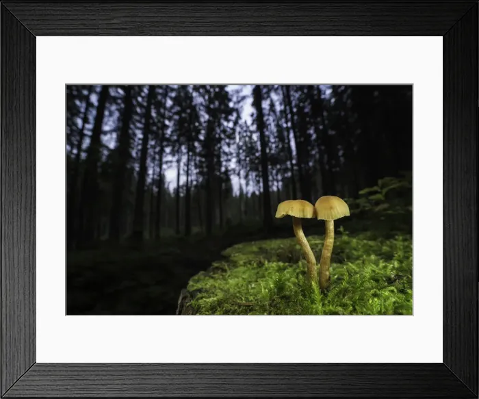 Framed Print : Deceiver (Laccaria laccata) in coniferous forest, Zakopane, Poland Framed Print : Deceiver (Laccaria laccata) in coniferous forest, Zakopane, Poland
