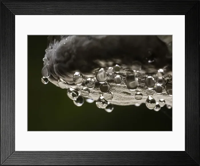 Framed Print : Red-belted bracket fungus (Fomitopsis pinicola) exuding guttation drops, Zakopane, Poland Framed Print : Red-belted bracket fungus (Fomitopsis pinicola) exuding guttation drops, Zakopane, Poland