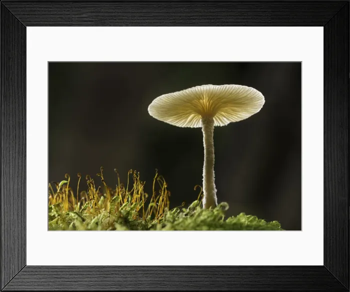 Framed Print : Unidentified fungi, Zakopane, Poland Framed Print : Unidentified fungi, Zakopane, Poland