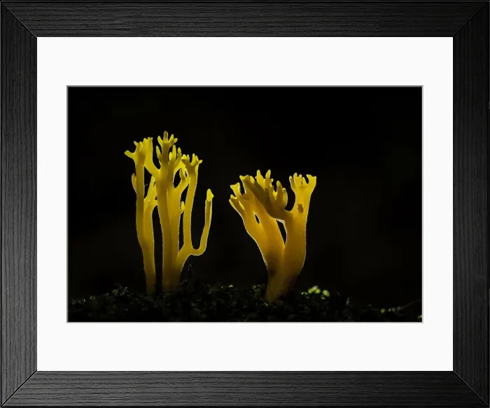 Framed Print : Yellow staghorn fungus (Calocera viscosa), Zakopane, Poland Framed Print : Yellow staghorn fungus (Calocera viscosa), Zakopane, Poland