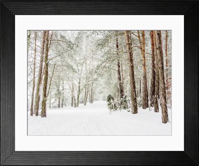 Framed Print : Forest by the Zemborzycki Lake at snowstorm, Lublin Voivodeship, Poland Framed Print : Forest by the Zemborzycki Lake at snowstorm, Lublin Voivodeship, Poland