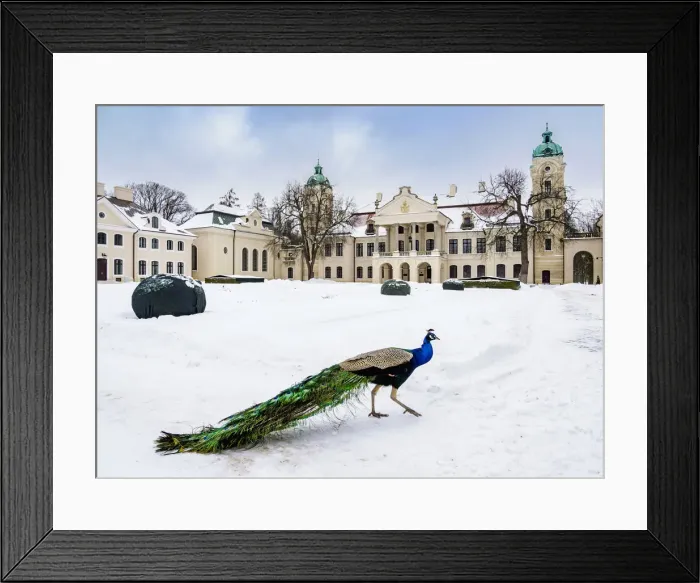 Framed Print : Indian peafowl in front of the Zamoyski Palace in Kozlowka, winter, Lublin Voivodeship