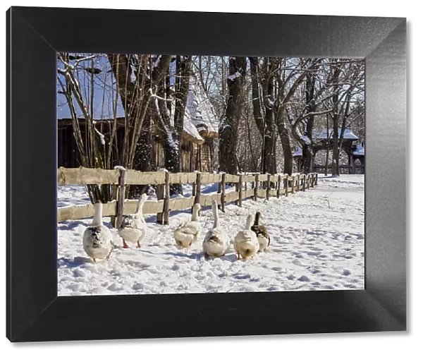 Geese walking by the wooden fence, Lublin Open Air Museum, winter, Lublin Voivodeship