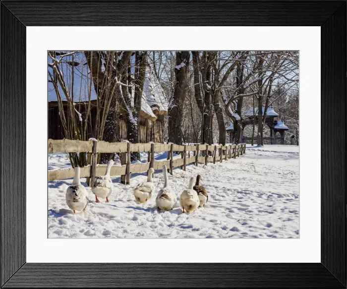 Framed Print : Geese walking by the wooden fence, Lublin Open Air Museum, winter, Lublin Voivodeship Framed Print : Geese walking by the wooden fence, Lublin Open Air Museum, winter, Lublin Voivodeship