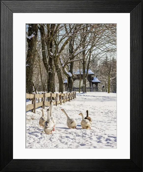 Framed Print : Geese walking by the wooden fence, Lublin Open Air Museum, winter, Lublin Voivodeship Framed Print : Geese walking by the wooden fence, Lublin Open Air Museum, winter, Lublin Voivodeship