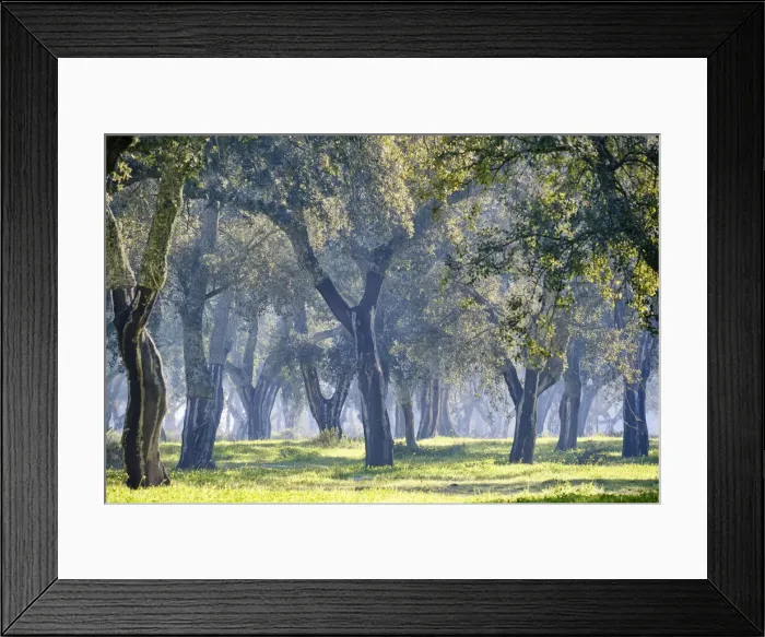 Framed Print : Cork trees in a misty morning. A forest (montado) near Palmela, Portugal Framed Print : Cork trees in a misty morning. A forest (montado) near Palmela, Portugal