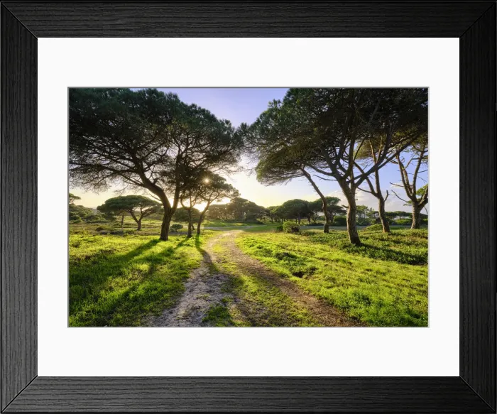 Framed Print : Medos National Forest, a Botanical Reserve. Almada, Portugal Framed Print : Medos National Forest, a Botanical Reserve. Almada, Portugal