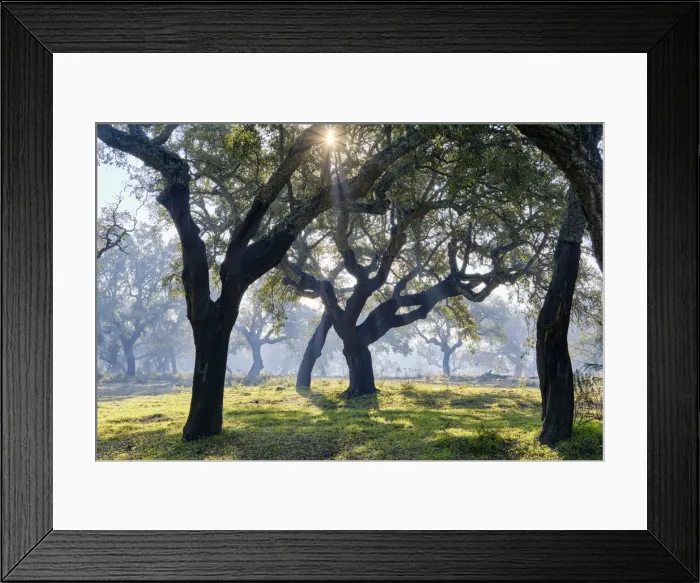 Framed Print : Cork trees in a misty morning. A forest (montado) near Palmela, Portugal Framed Print : Cork trees in a misty morning. A forest (montado) near Palmela, Portugal