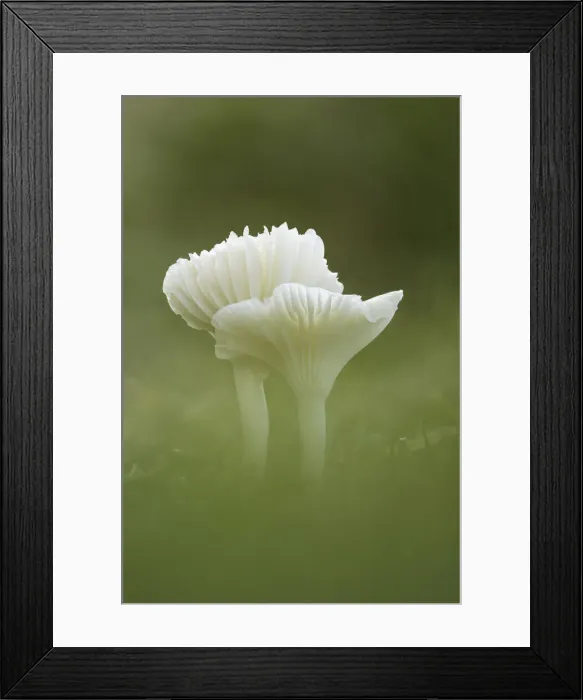 Framed Print : Snowy Waxcap (Cuphophyllus virgineus), Perthshire, Scotland, UK Framed Print : Snowy Waxcap (Cuphophyllus virgineus), Perthshire, Scotland, UK