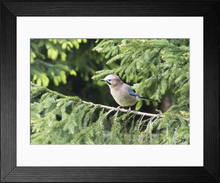 Framed Print : Jay, Loski Potok, Slovenia Framed Print : Jay, Loski Potok, Slovenia