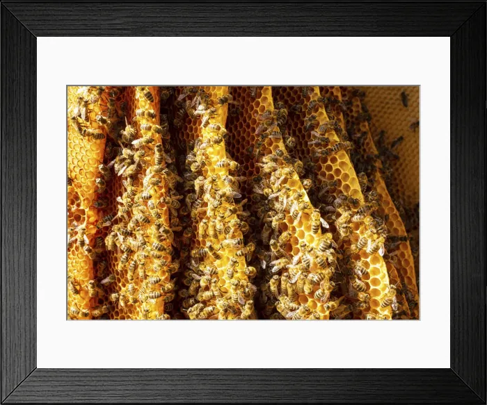 Framed Print : Bees, Bled, Slovenia Framed Print : Bees, Bled, Slovenia