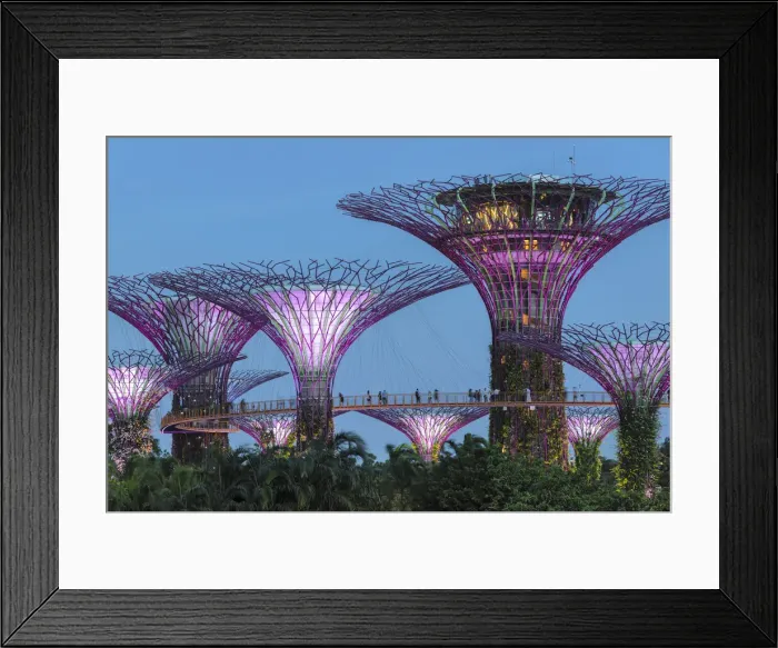 Framed Print : Super Trees, Gardens by the Bay, Singapore City, Singapore Framed Print : Super Trees, Gardens by the Bay, Singapore City, Singapore