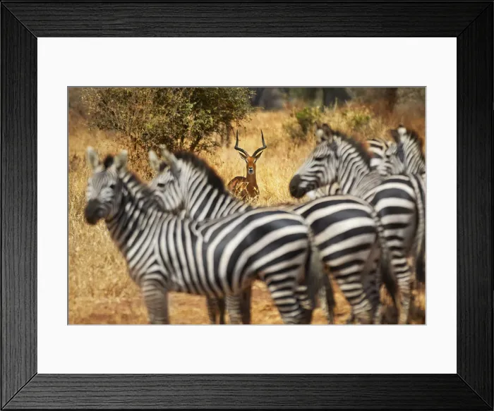 Framed Print : An Impala stands behind a group of Zebras, Tarangire National Park, Tanzania Framed Print : An Impala stands behind a group of Zebras, Tarangire National Park, Tanzania