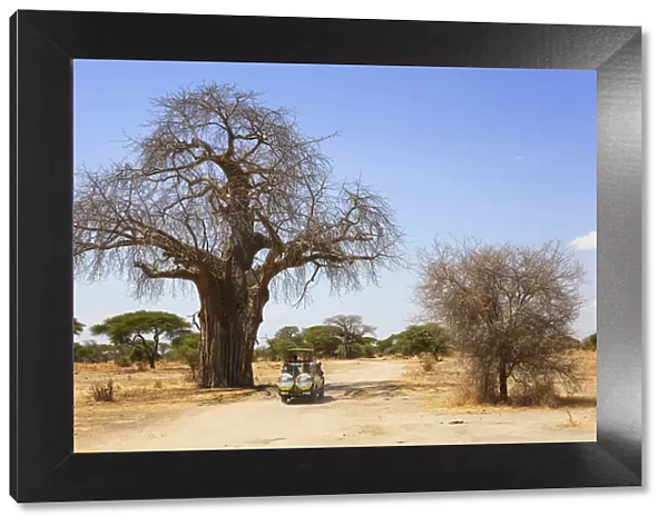 An off road safari vehicle under a giant Adansonia tree (Baobab) in the Central Serengeti