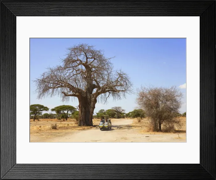 Framed Print : An off road safari vehicle under a giant Adansonia tree (Baobab) in the Central Serengeti Framed Print : An off road safari vehicle under a giant Adansonia tree (Baobab) in the Central Serengeti
