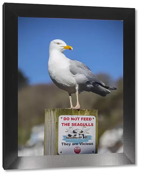 Seagull, Looe, Cornwall, England, UK