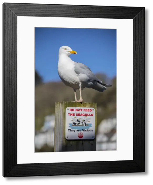 Framed Print : Seagull, Looe, Cornwall, England, UK Framed Print : Seagull, Looe, Cornwall, England, UK
